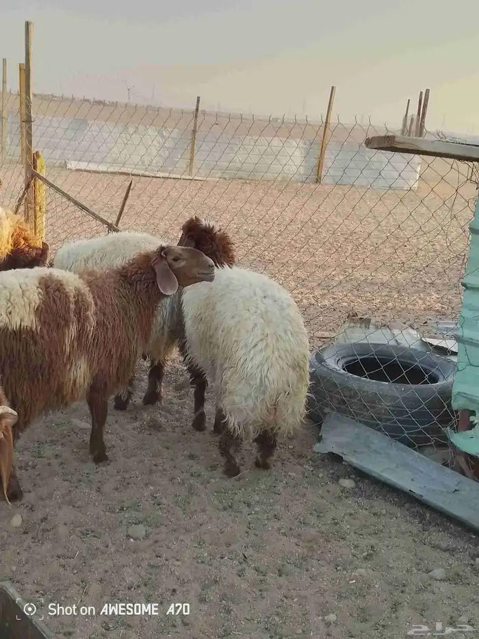 ذبايح للبيع شيء فاخر 4