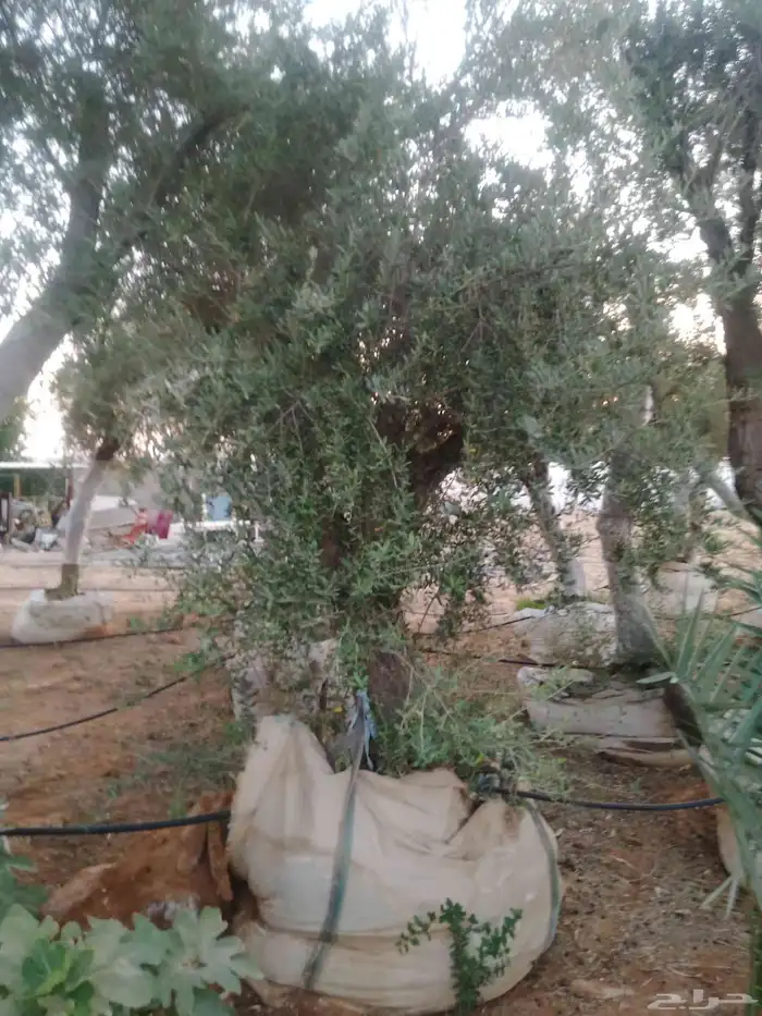 اشجار زيتون للبيع صغير وكبير احجام مختلفه 3