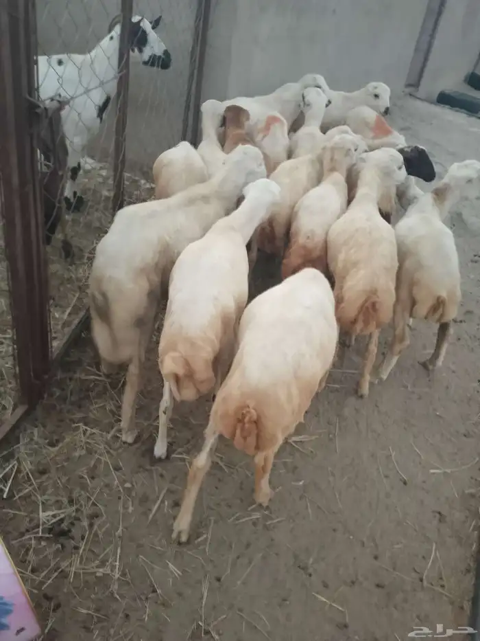 خرفان بلادي العدد 15ذكور و2رخيال الموقع العيدابي 4