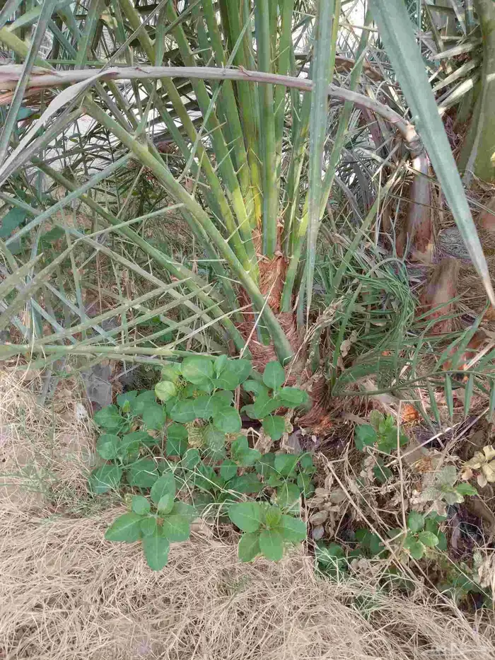 نخل فسايل ونقايل 1