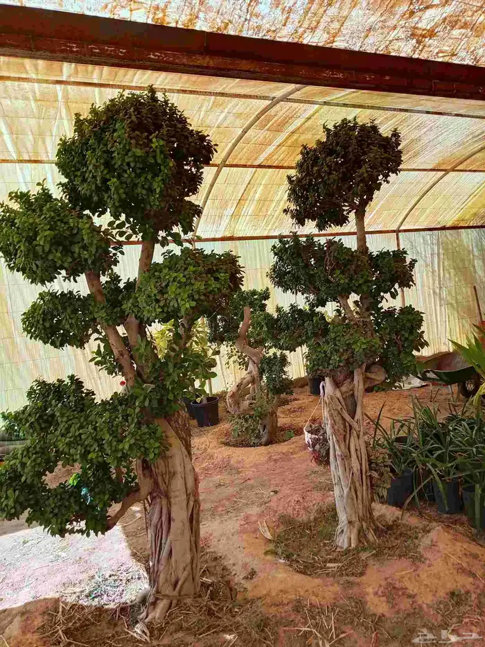 تنسيق حدائق 2