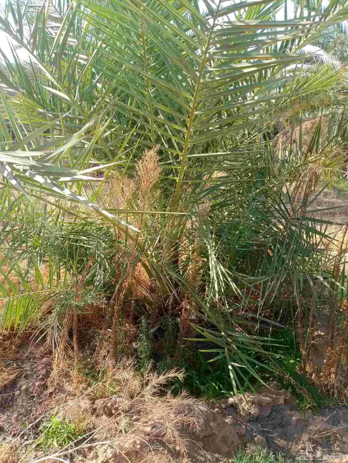 توريد جميع انواع انخيل 5