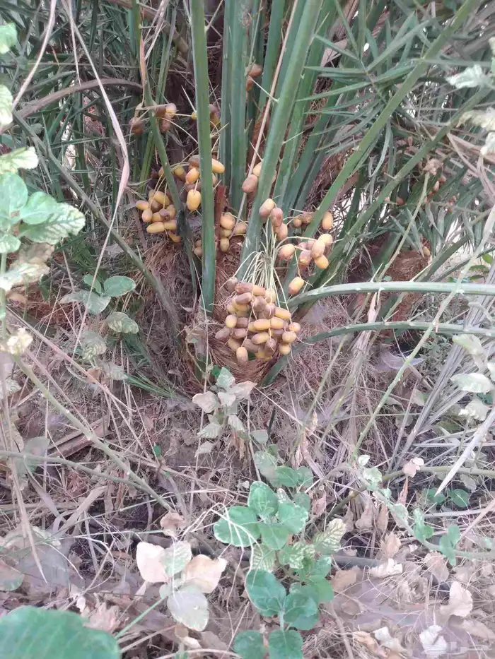 نخل فسايل ونقايل 6