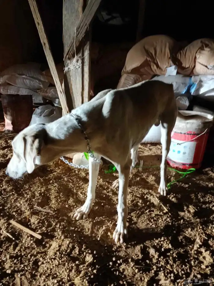 كلاب سلوقي صيد سريع 2