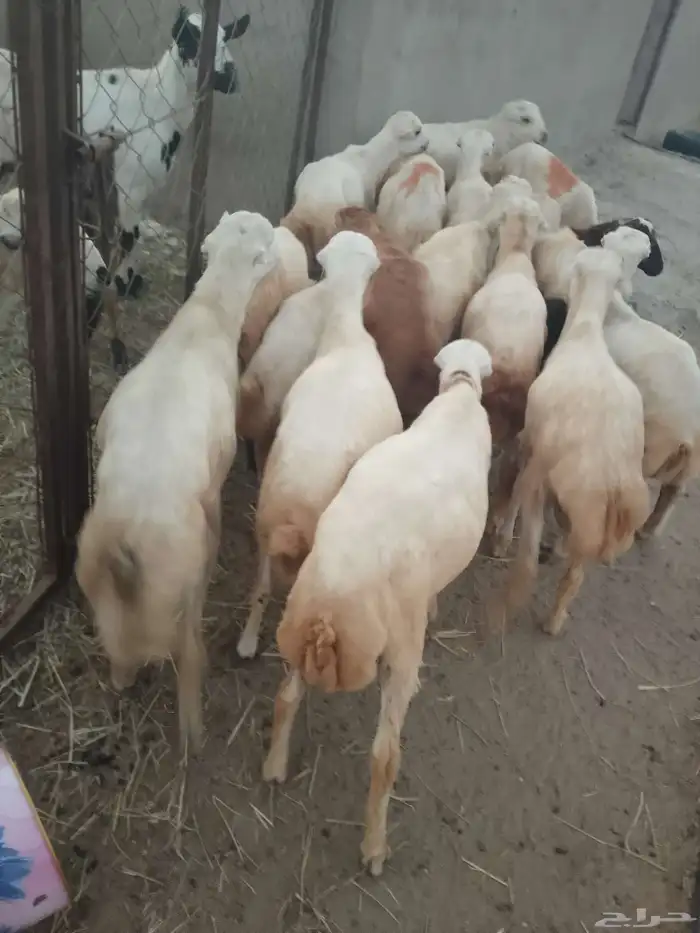 خرفان بلادي العدد 15ذكور و2رخيال الموقع العيدابي 1