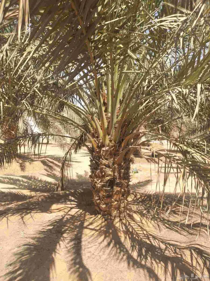 نخل فسايل ونقايل 5