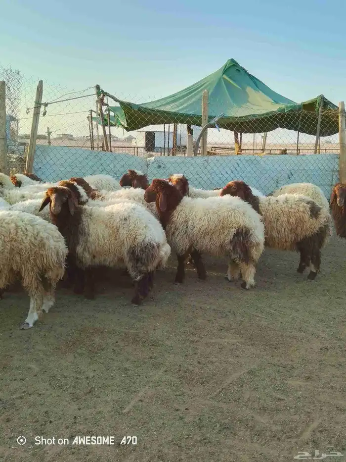 ذبايح للبيع شيء فاخر 1