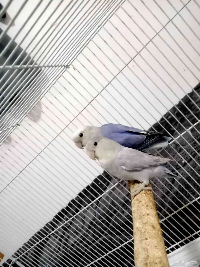 جوز روز منتج مع القفص كبير وبياضه 250 0