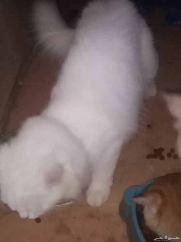 قطه شيرازيه وإنتاجها عددهم 2 للبيع وليس للتبني 1