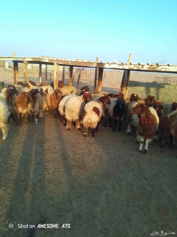 ذبايح للبيع شيء فاخر 3