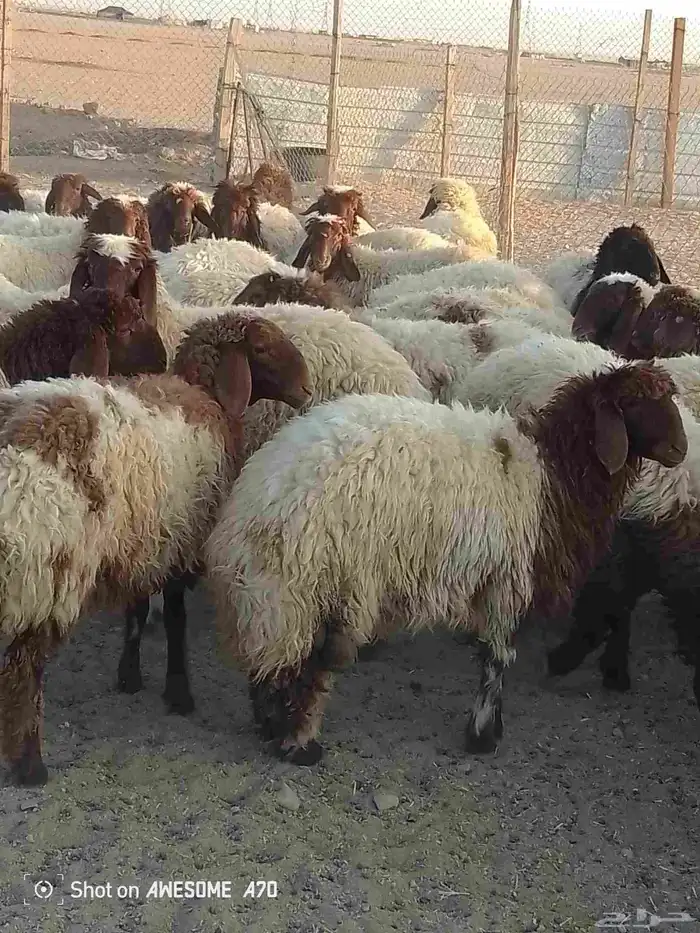 ذبايح للبيع شيء فاخر 0