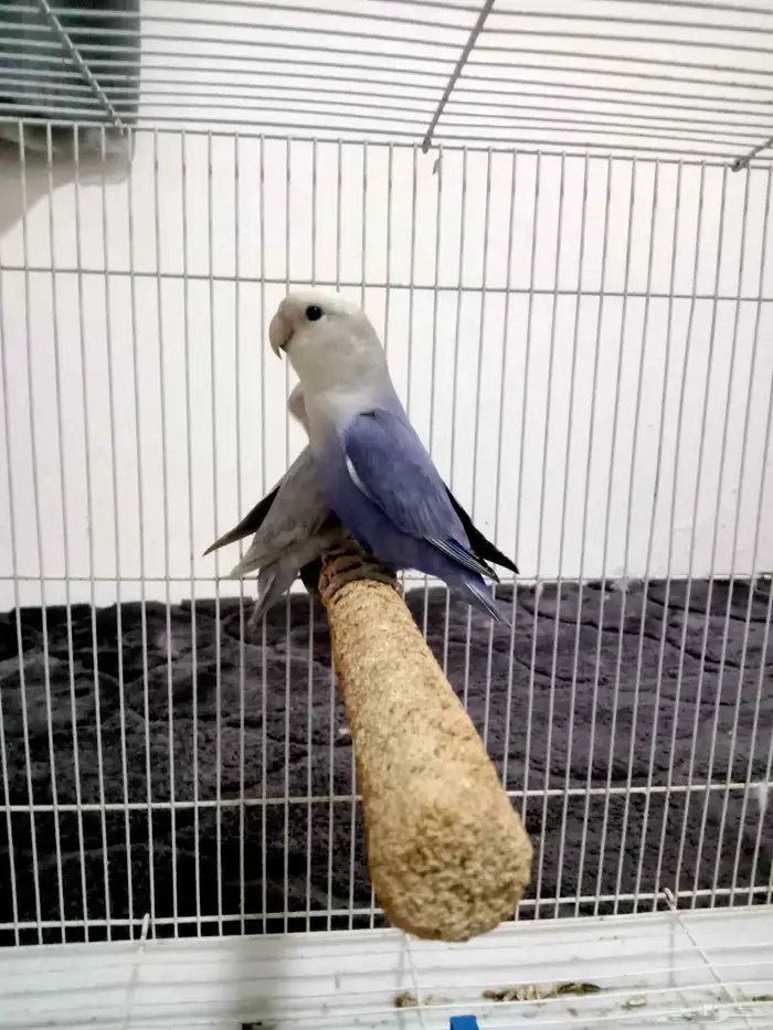 جوز روز منتج مع القفص كبير وبياضه 250 1