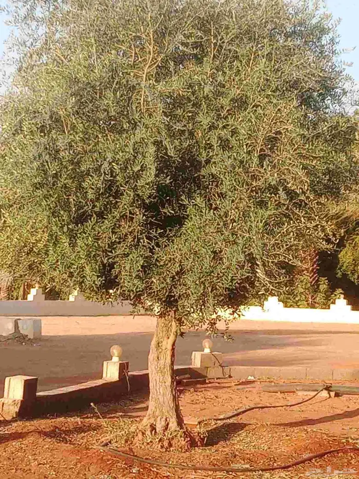 اشجار زيتون للبيع صغير وكبير احجام مختلفه 5