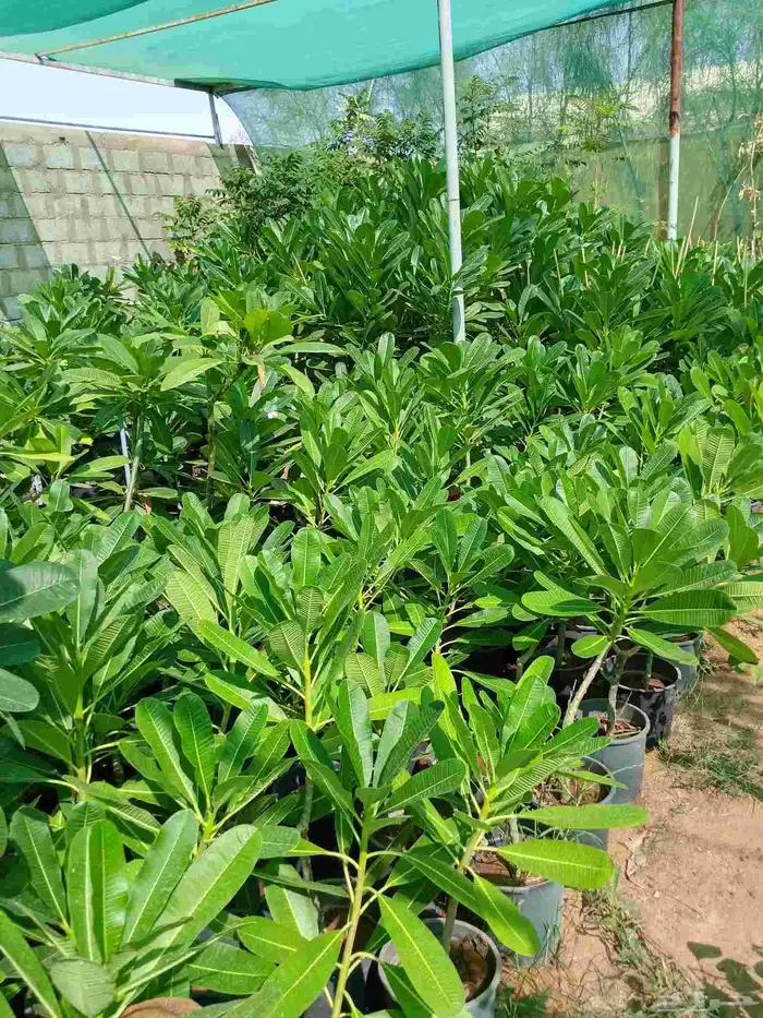 تنسيق حدائق 8