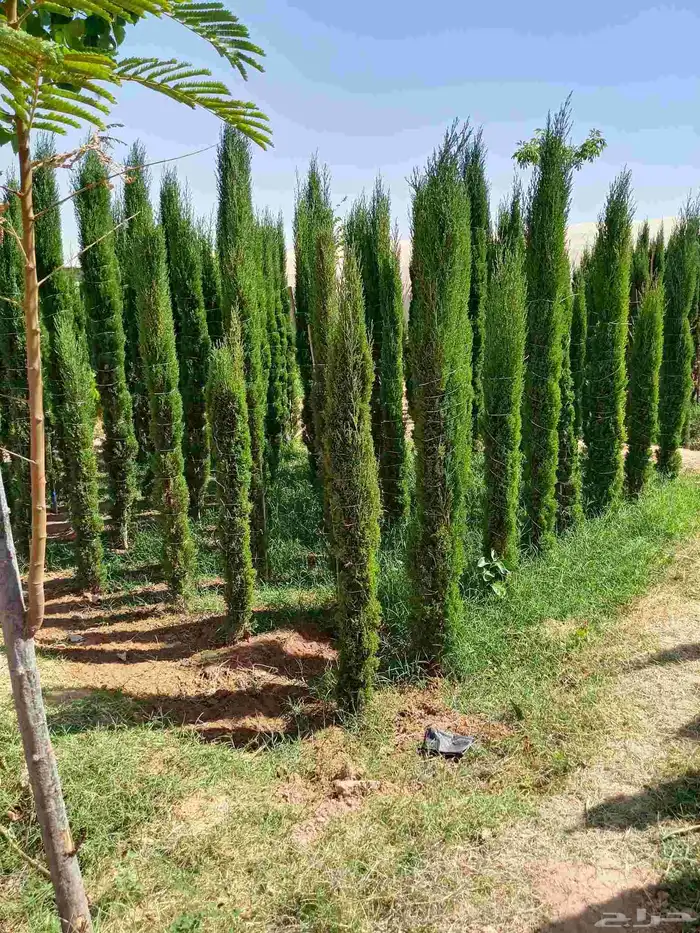 تنسيق حدائق 1