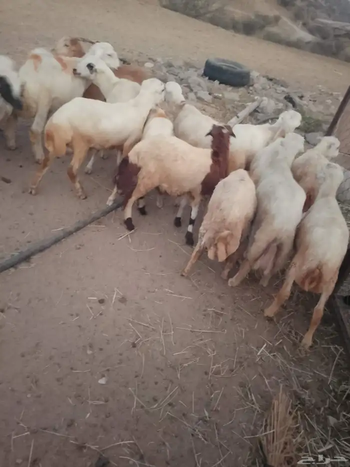 خرفان بلادي العدد 15ذكور و2رخيال الموقع العيدابي 6