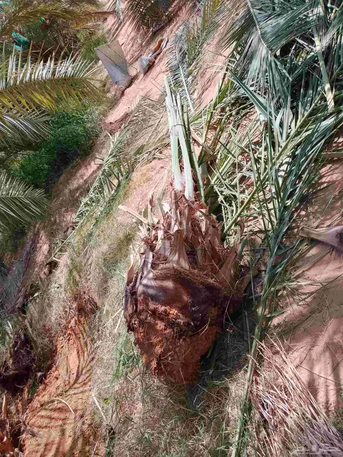 نخل فسايل ونقايل 3