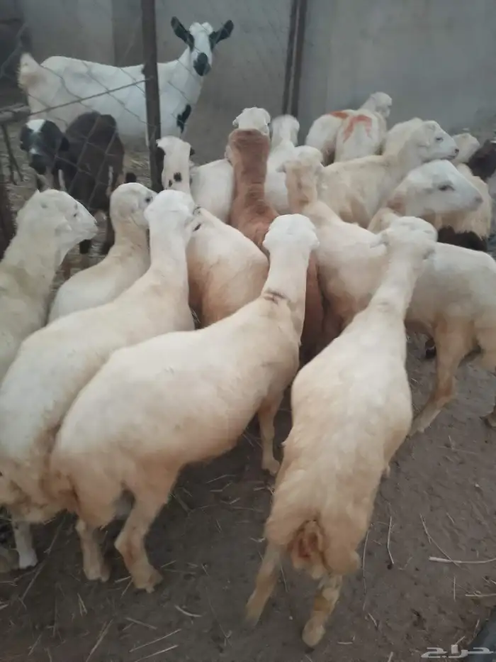 خرفان بلادي العدد 15ذكور و2رخيال الموقع العيدابي 0