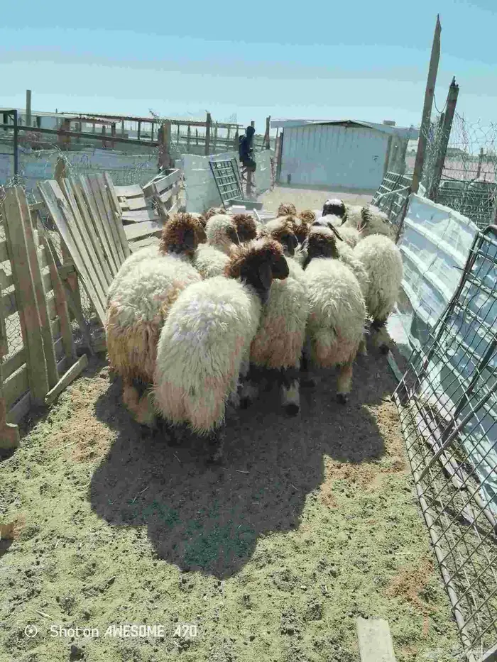 ذبايح للبيع شيء فاخر 5