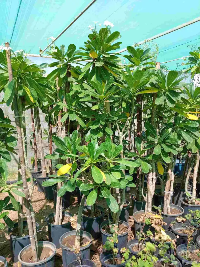 تنسيق حدائق 9