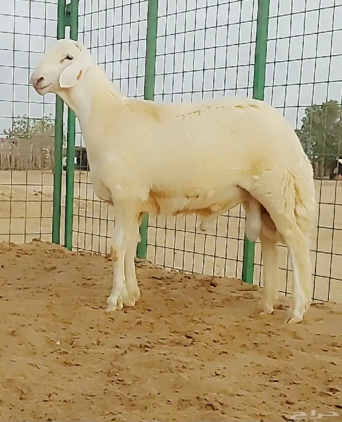 مشروع فحل صنف 1