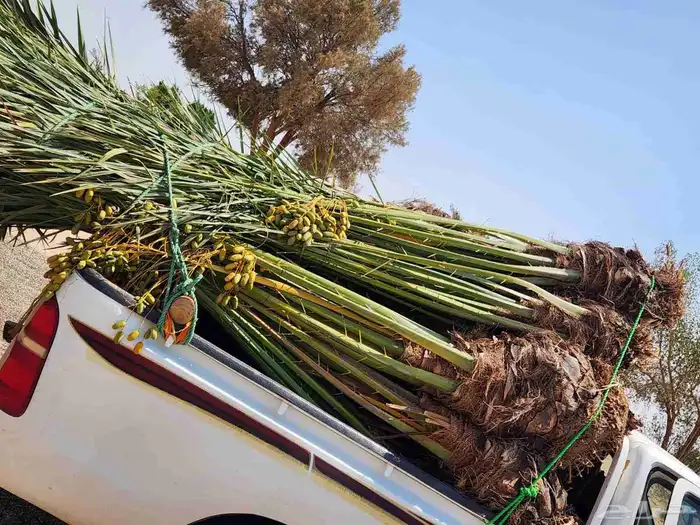 نخل للبيع وتركيب الشبوك القصيم 2