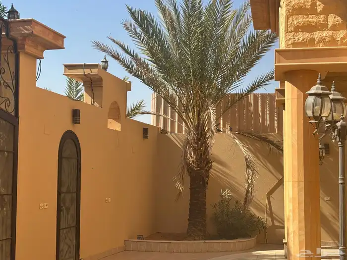 نخل زينه واشنطني ونخل عربي مثمر 6