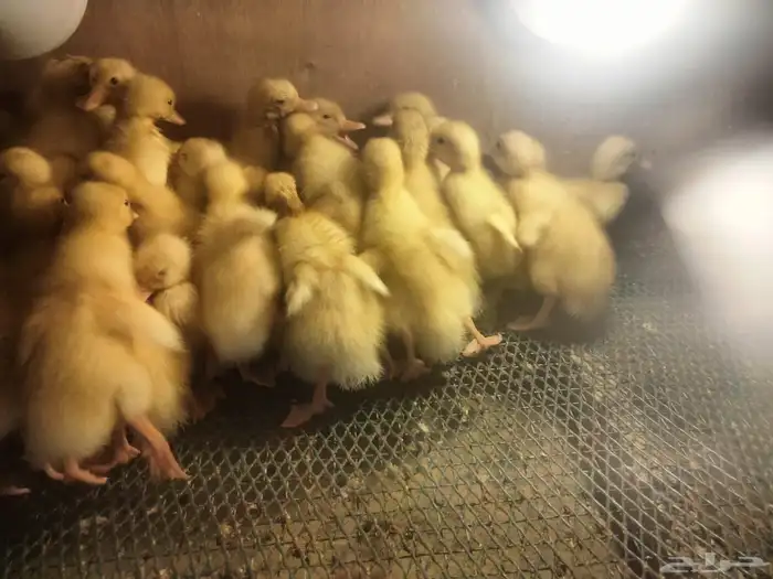 صوص بكيني للبيع 0