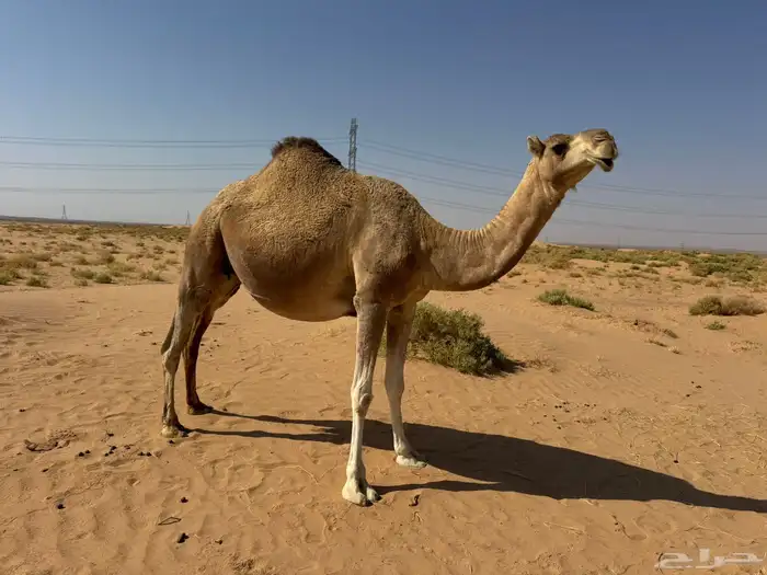 لقحه شقحا ملاقي 0