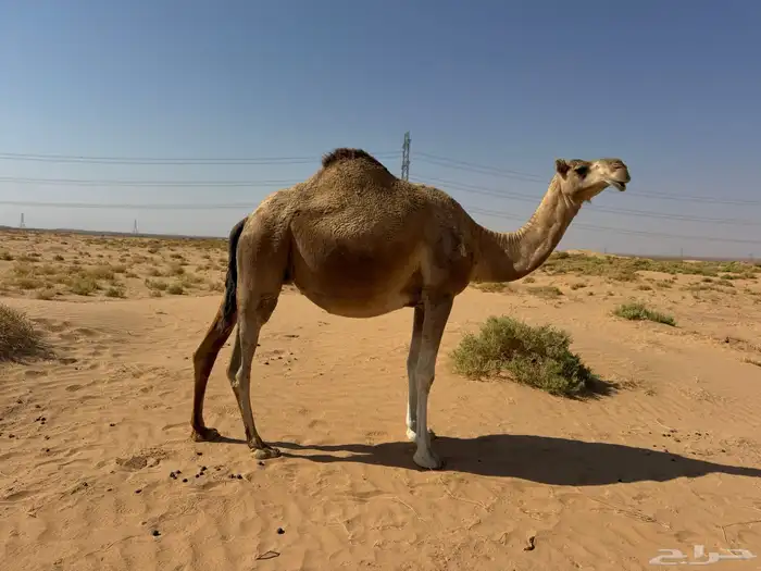 لقحه شقحا ملاقي 1