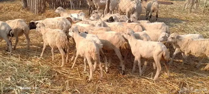 رخال 2