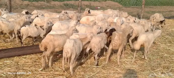 رخال رفيدي من 400 ريال 2
