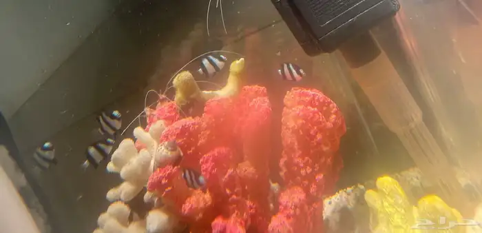 جده حي الثغر 13