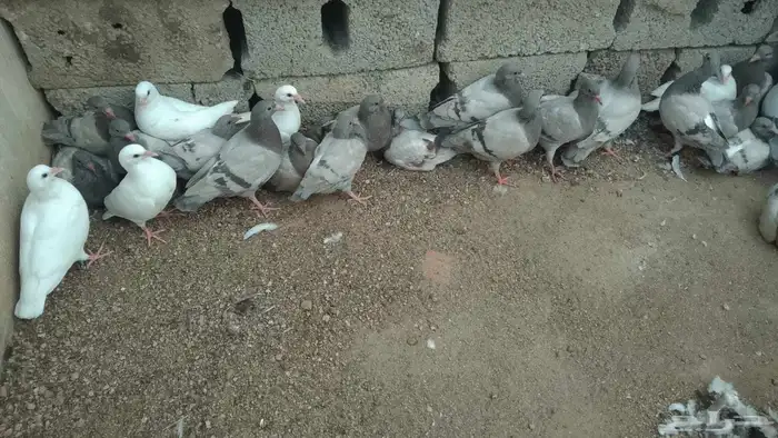 زغالين حمام 0