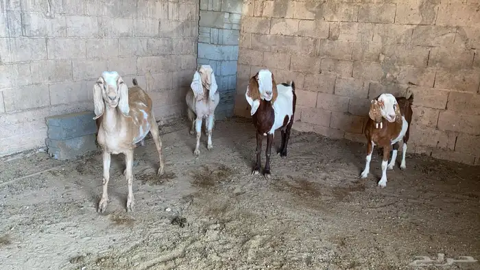 معزاء للبيع 2