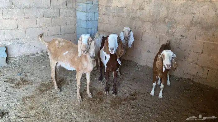 معزاء للبيع 5