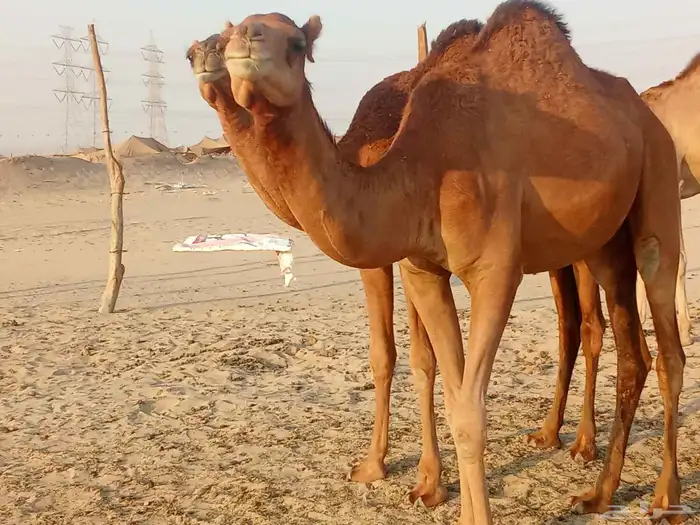 بكار سواحل العدد 2 5