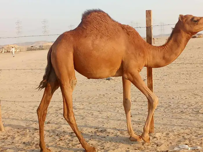 بكار سواحل العدد 2 6