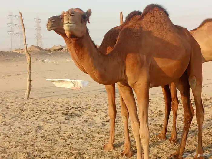 بكار سواحل العدد 2 4