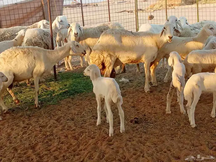 غنم خلفات العدد 12تحتها15 2