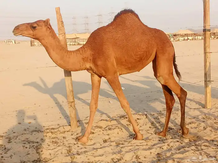 بكار سواحل العدد 2 2