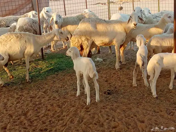 غنم خلفات العدد 12تحتها15 1