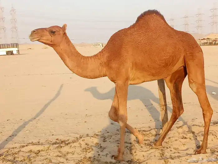 بكار سواحل العدد 2 8