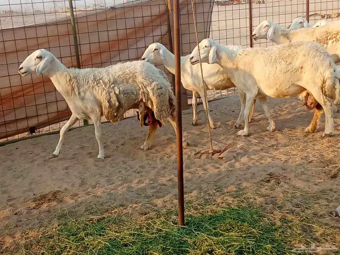 غنم خلفات العدد 12تحتها15 5