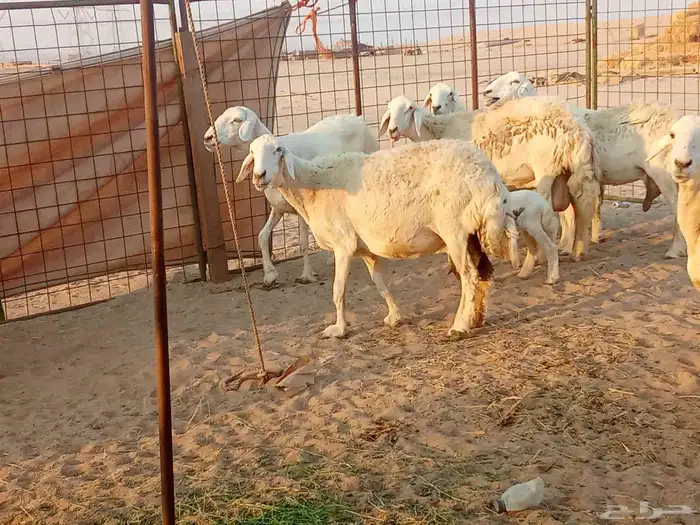 غنم خلفات العدد 12تحتها15 8