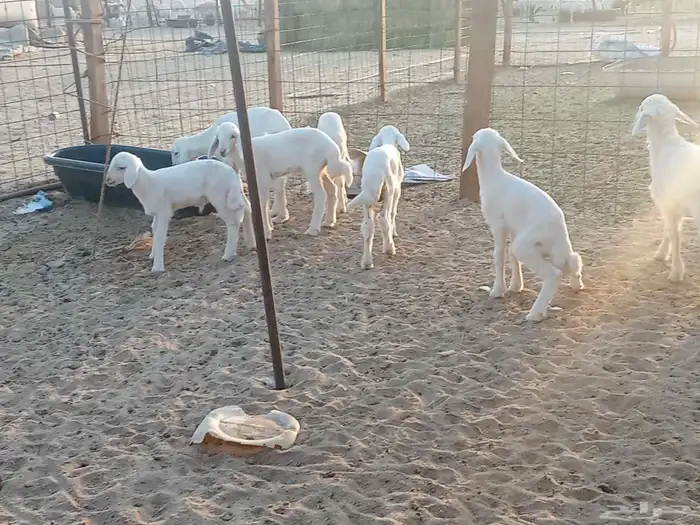 غنم خلفات العدد 12تحتها15 7