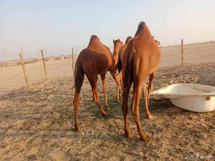 بكار سواحل العدد 2 3