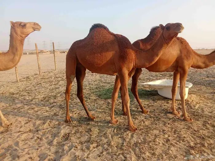 بكار سواحل العدد 2 1