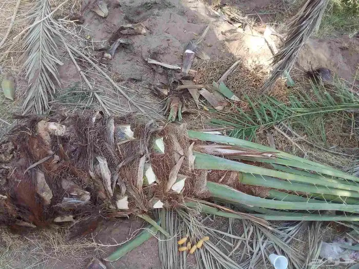 نخل للبيع 3