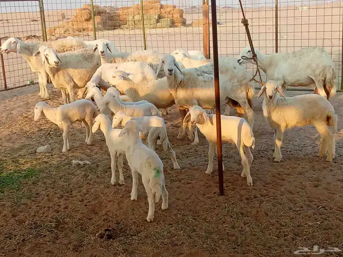 غنم خلفات العدد 12تحتها15 3